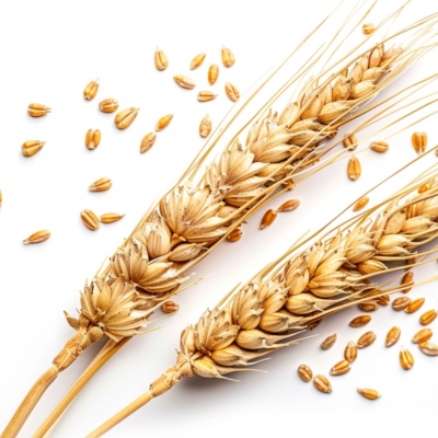 Składniki zboże