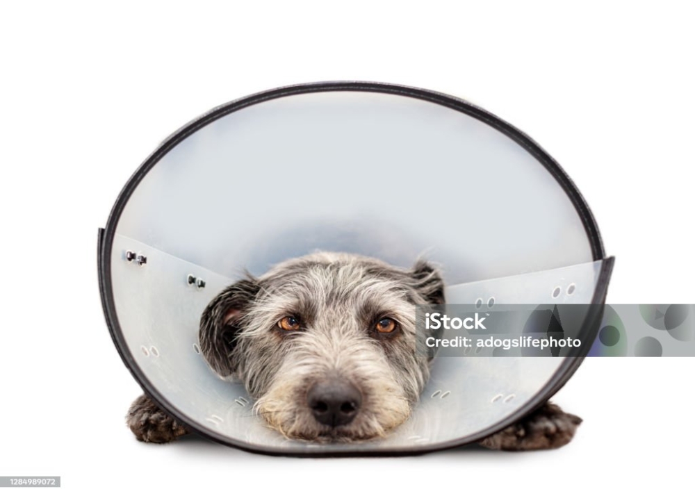 Karma a zdrowie psa